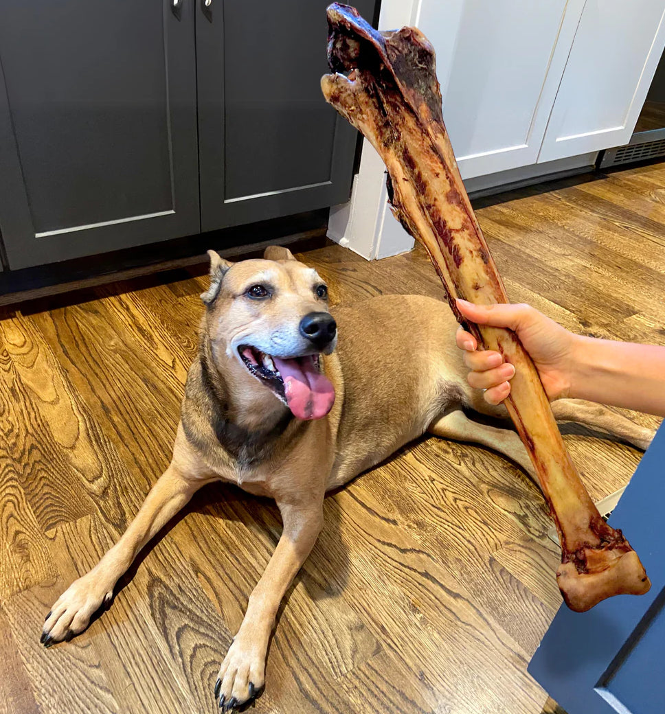 Long Ostrich Bone