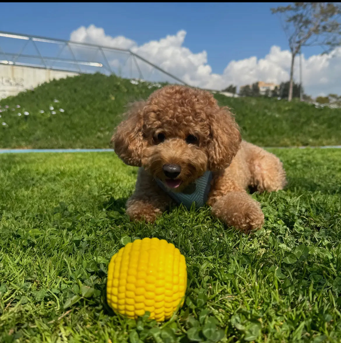 WufWuf Power Chewer Ball: Extreme Tough Chew Toy