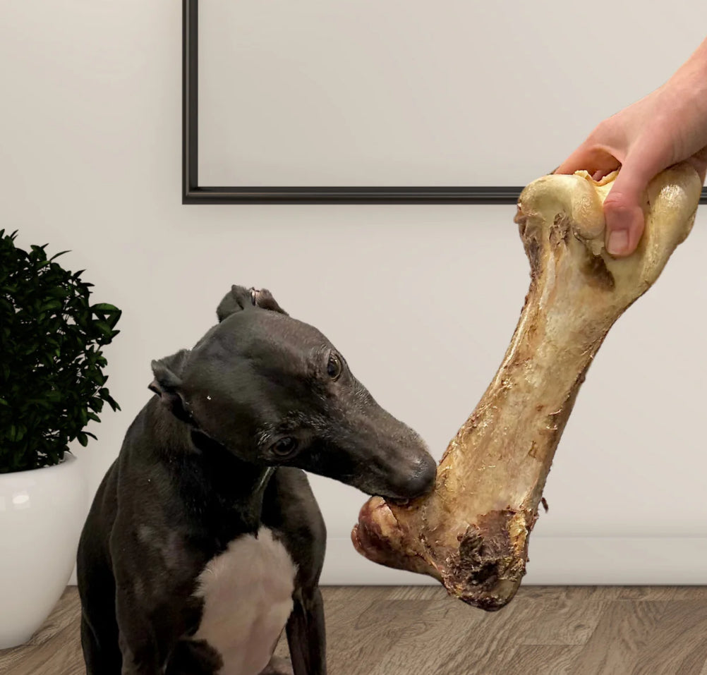 Jumbo Ostrich Bone